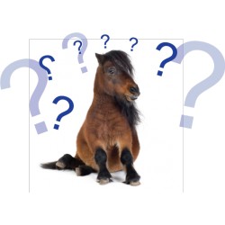 Questions horse